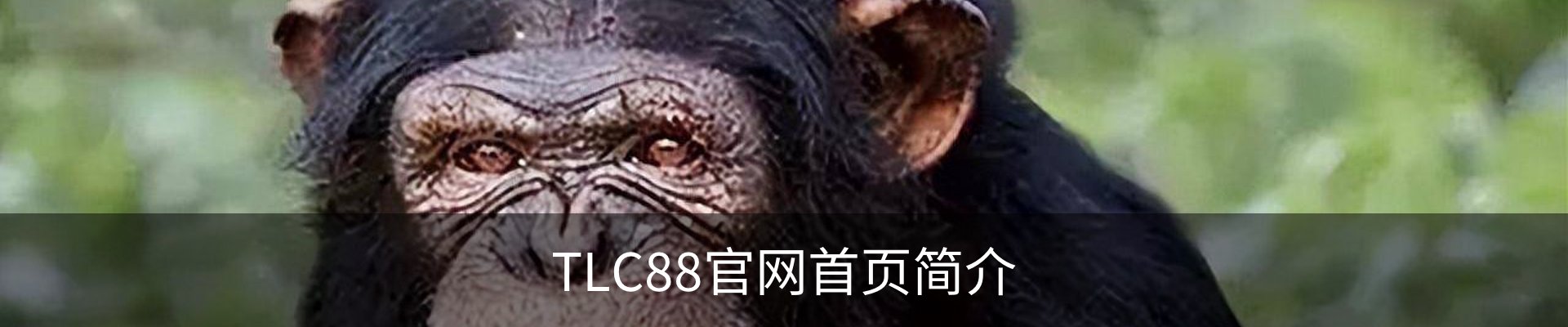TLC88官网首页简介